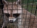 Загадочный «преступник» устроил ночной погром и укусил человека в воронежском глэмпинге «Сыч»