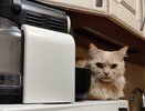 Воронежцы с котами привлекательнее, чем без – исследование