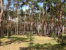 Зеленый пояс вокруг Воронежа подрос до 15,5 тыс. га