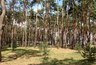 Миниатюра новости: Зеленый пояс вокруг Воронежа подрос до 15,5 тыс. га