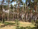 Депутаты облдумы утвердили создание зеленого пояса вокруг Воронежа