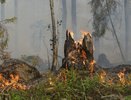 Директор Воронежского заповедника назвал возможную причину возгорания 3 га леса