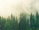 Воронежец «нарубил дров» на 12,7 млн рублей 