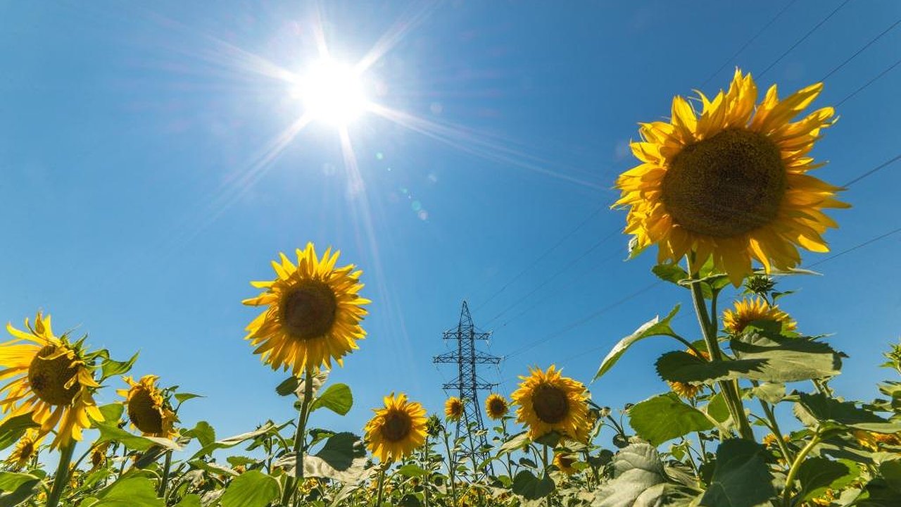 Главная картинка новости: «Воронежэнерго» поддерживает значимые для региона  предприятия 