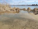 Мертвые птицы в Воронеже могли стать мишенью для отдыхающих