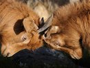 Воронежские «короли госзаказа» поспорили за несерьезный подряд на 10 млн рублей в Семилуках 