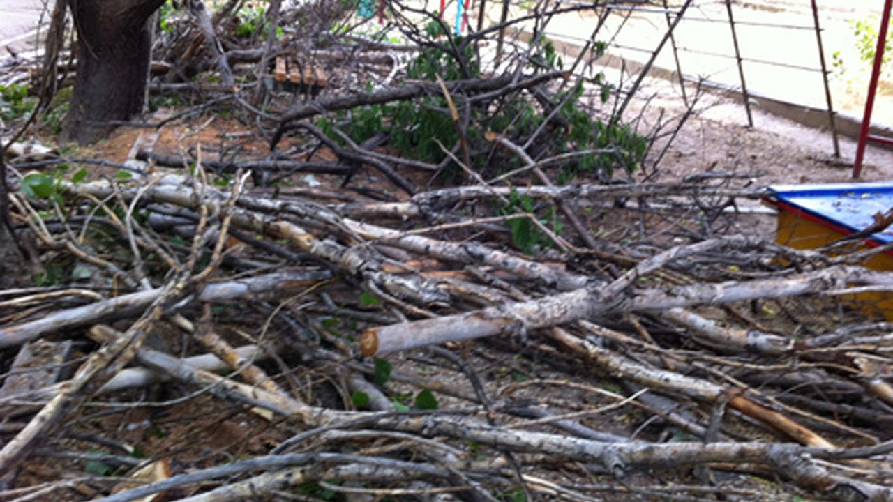 Главная картинка новости: В Воронеже  аварийные деревья будут вырубать по плану