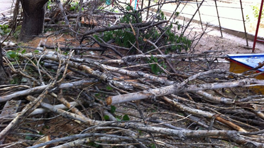 Главная картинка новости: В Воронеже  аварийные деревья будут вырубать по плану