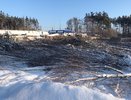 В Воронеже на ул. Планетная начали незаконно валить лес
