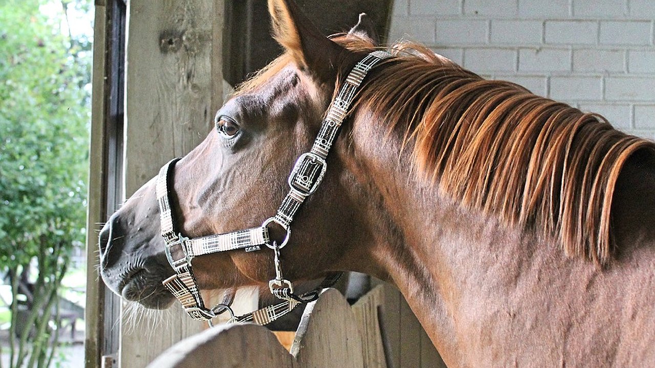 Главная картинка новости: Власти сэкономили на строительстве конюшни Воронежского зоопарка 2 млн рублей 