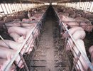 Под Тамбовом появится свинокомплекс за 2,8 млрд рублей