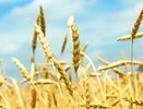 Финансирование воронежской  аграрной отрасли увеличивается с каждым годом
