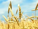 Инфраструктурой для воронежской экодеревни займется «Дон-Строй»