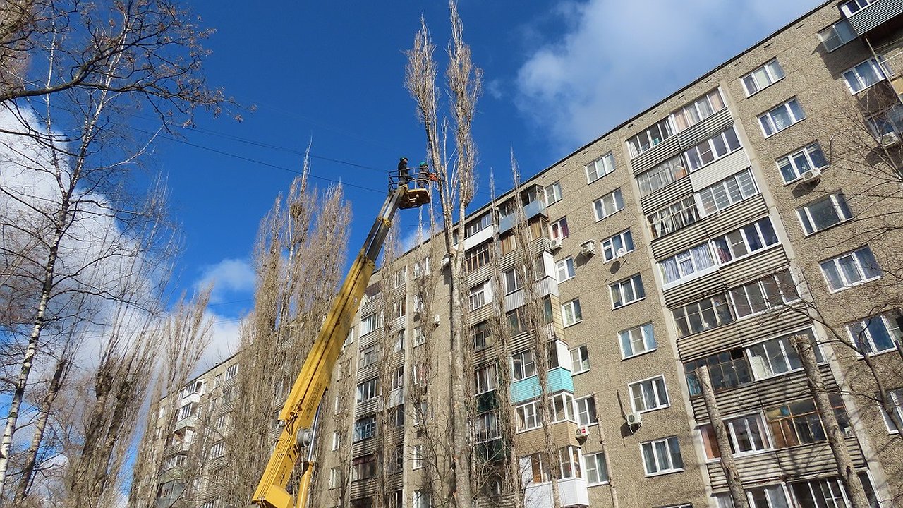 Главная картинка новости: В воронежских дворах управляющие компании опилили 1,5 тыс. старых деревьев