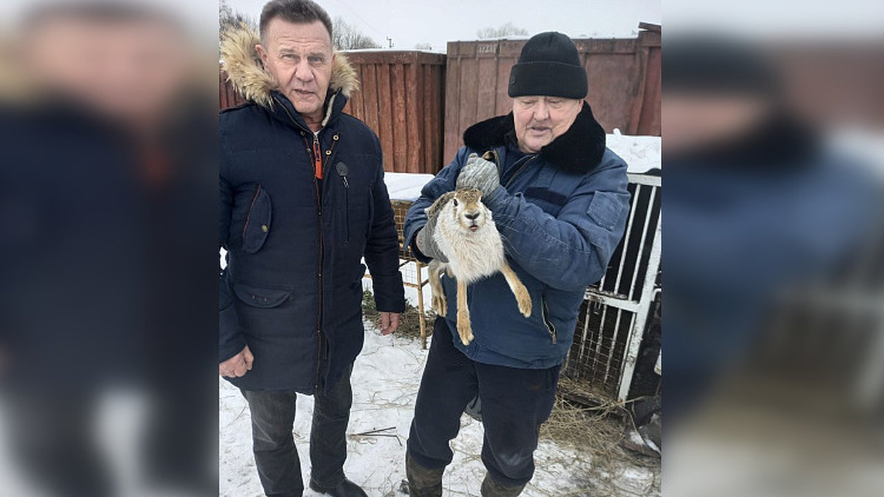 Главная картинка новости: Заяц-русак и лебедь из частного мини-зоопарка в Курской области обрели новый дом в Воронежском зоопарке 