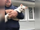 Управление экологии и управа Левобережного района спасли кошку, просидевшую на дереве несколько дней