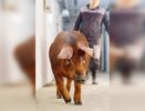 Племенные животные от АГРОЭКО успешно доставлены в Приморье