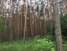 Экс-главу Воронежского заповедника обвинили в растрате бюджетных средств