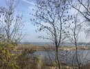 Губернатор поторопил управление лесхоза с оформлением зеленого пояса Воронежа