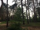 В Воронеже власти разорвали контракт по санитарной вырубке Северного леса 