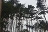 Миниатюра новости: Северный лес в Воронеже должны благоустроить до 2023 года