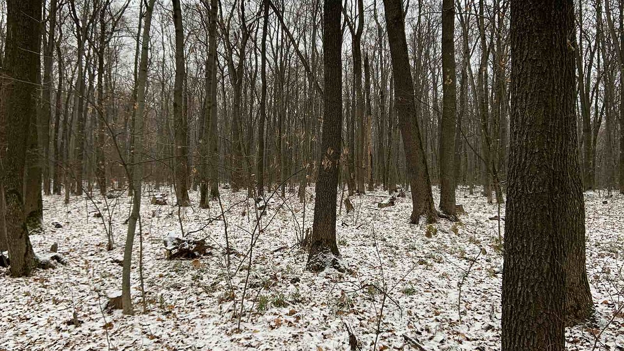 Главная картинка новости: Владелец захотел избавиться от участка в Северном лесу Воронежа за 12 млн