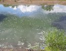 Росприроднадзор подтвердил информацию о заморе рыбы в реке Воронеж