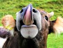 Воронежские власти подтвердили интерес к израильскому молочному проекту
