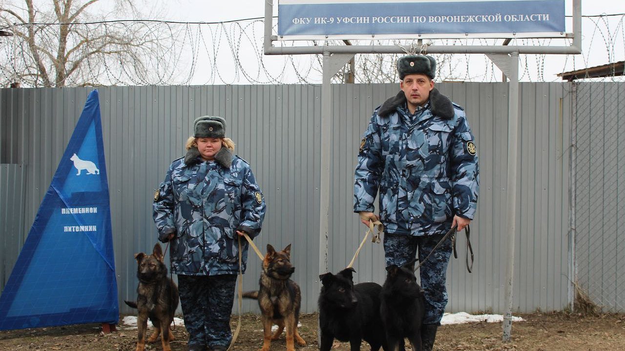 Главная картинка новости: На Донбасс отправят воронежских щенков 