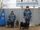 На Донбасс отправят воронежских щенков 