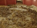 Раскопали растрату: что известно о деле против директора воронежского музея «Костенки»