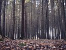 Воронежский заповедник выиграл спор с чиновниками о статусе земель у своих границ