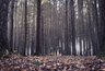 Миниатюра новости: Воронежский заповедник снова потеснили дачники