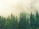 Разработка воронежского лесного плана на десять лет обойдется в 3,6 млн рублей