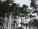 Проект благоустройства Северного леса в Воронеже разработают за 8,2 млн рублей
