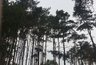 Миниатюра новости: Проект благоустройства Северного леса в Воронеже разработают за 8,2 млн рублей