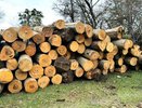 Контрабандист леса из Воронежа получил условный срок