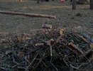 Леса под Воронежем вырубят под коттеджный посёлок 