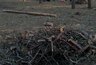 Миниатюра новости: Леса под Воронежем вырубят под коттеджный посёлок 
