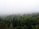 Директора лесничества из Воронежской области осудили за злоупотребление полномочий