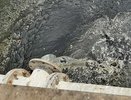 Левобережные очистные сооружения Воронежа допустили 40 нарушений природоохранного законодательства