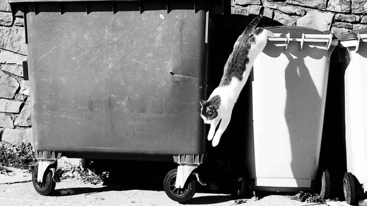 Главная картинка новости: Воронежские мусорные регоператоры добились бюджетного финансирования на приобретение контейнеров   