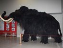 Спустя год воронежским «Костенкам» нашли директора