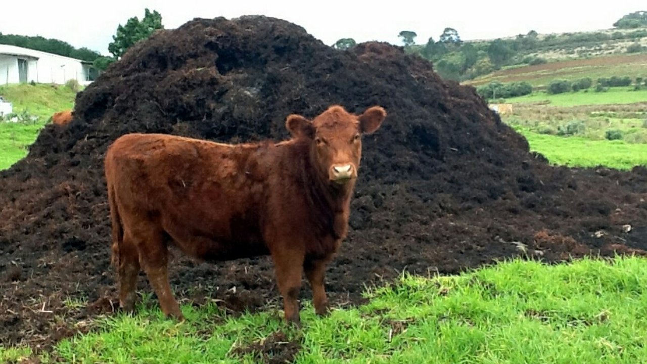 Главная картинка новости: Пламя навозного бунта из Татарии дошло до Воронежа 