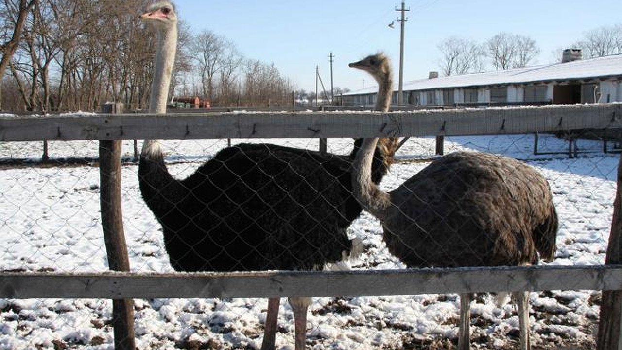 Главная картинка новости: Воронежский инвестиционный портфель похудел