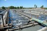 Миниатюра новости: ЛОСы навредили Воронежскому водохранилищу на 726 млн рублей