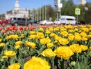 В Воронеже на уход за цветниками и клумбами потратят 25,3 млн рублей