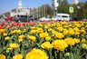 Миниатюра новости: В Воронеже на уход за цветниками и клумбами потратят 25,3 млн рублей