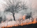 Пожар уничтожил почти 21 тыс. кубометров в Лискинском районе