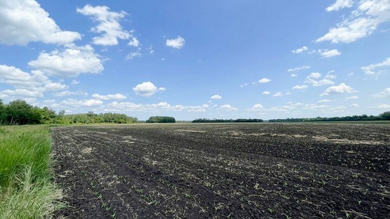 Главная картинка новости: Незаконная распашка в Осиновых кустах «Солоти» привела к ущербу в размере 600 млн рублей